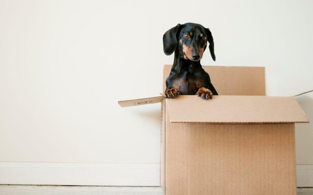 Why Hire Professional Movers